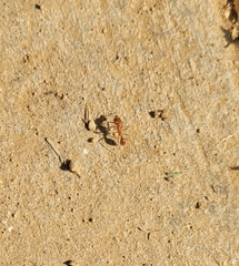 Pogonomyrmex