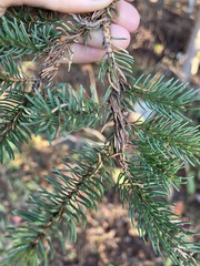 Picea glauca