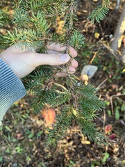 Picea glauca