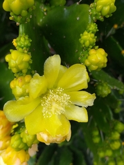 Brasiliopuntia brasiliensis