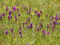 Dactylorhiza majalis