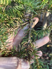 Picea glauca