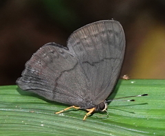 Euselasia brevicauda