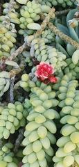 Sedum burrito
