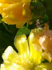 Brasiliopuntia brasiliensis