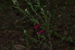 Penstemon