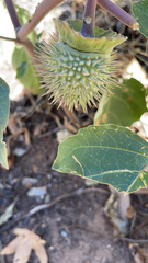 Datura