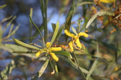 Acacia leptostachya