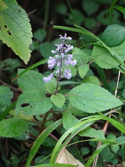 Plectranthus fruticosus