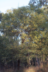 Acacia leptostachya