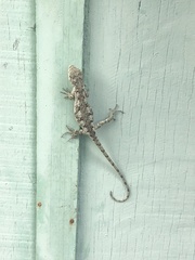 Urostrophus vautieri