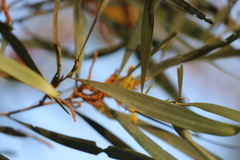 Acacia leptostachya