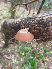Auricularia cornea