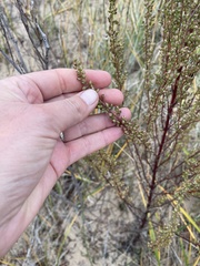 Artemisia campestris