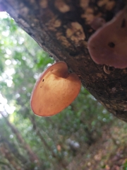 Auricularia cornea