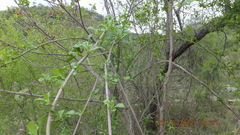 Senecio pleistocephalus