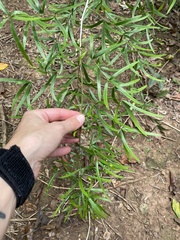 Asparagus falcatus