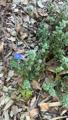 Evolvulus alsinoides