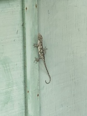 Urostrophus vautieri