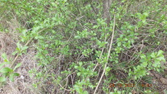 Senecio pleistocephalus