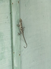 Urostrophus vautieri