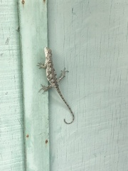 Urostrophus vautieri