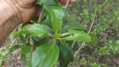 Senecio pleistocephalus