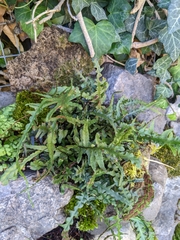 Asplenium × ebenoides