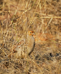Ortygornis pondicerianus