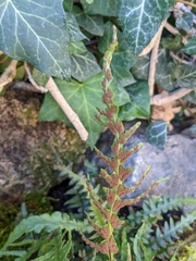 Asplenium × ebenoides
