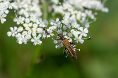 Oedemera femorata