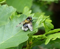 Volucella bombylans