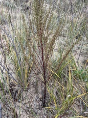 Artemisia campestris