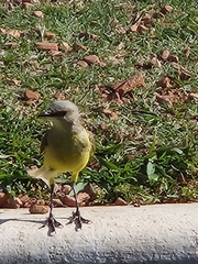 Machetornis rixosa