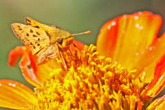 Hylephila phyleus