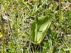 Neottia ovata