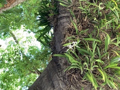 Brassavola nodosa