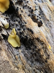 Berkleasmium concinnum