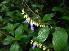 Rhynchoglossum