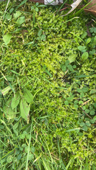 Rhytidiadelphus squarrosus