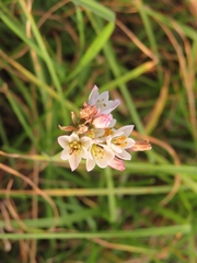 Nothoscordum gracile