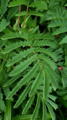 Melianthus major