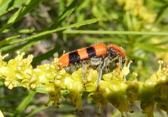 Trichodes bibalteatus