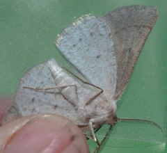 Dyscia conspersaria