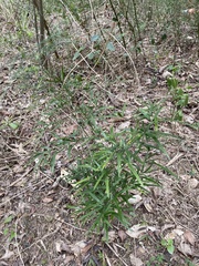 Asparagus falcatus