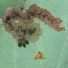 Phratora