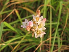 Nothoscordum gracile