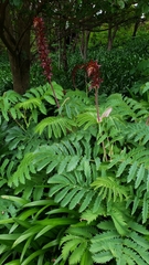 Melianthus major