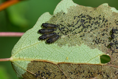 Phratora