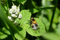 Volucella bombylans